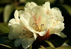 R.lucifeum syn poluninii aff.